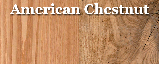 Chestnut (American)