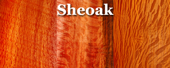 Sheoak