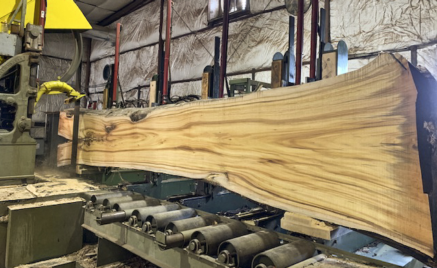 Cutting Koa at Hearne Hardwoods Inc.