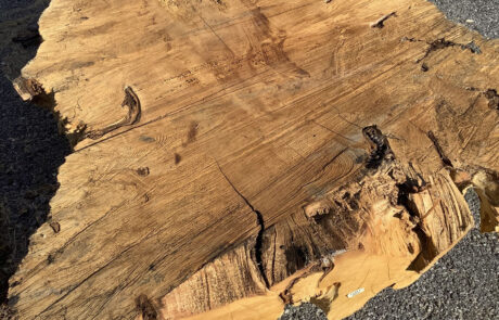 Big Leaf Maple Burl Log at Hearne Hardwoods Inc