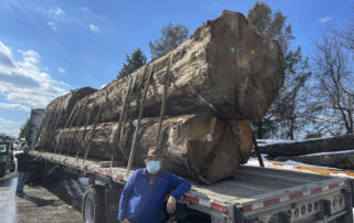 Buy Sitka Spruce at Hearne Hardwoods Inc.