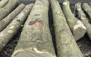 Holly logs! Some of the biggest that we have ever seen!