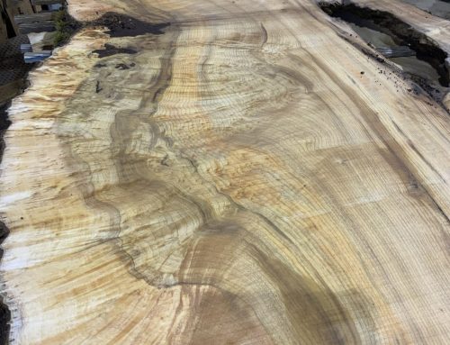 American Myrtle Never Disappoints –  See Highlights From 5 Newly Processed Logs