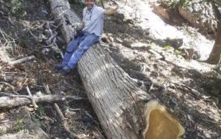 Sample photo of Nicaraguan Rosewood, Dalbergia tucurensis. Buy Nicaraguan Rosewood at Hearne Hardwoods Inc.