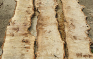 Buy Poplar Wood at Hearne Hardwoods Inc.