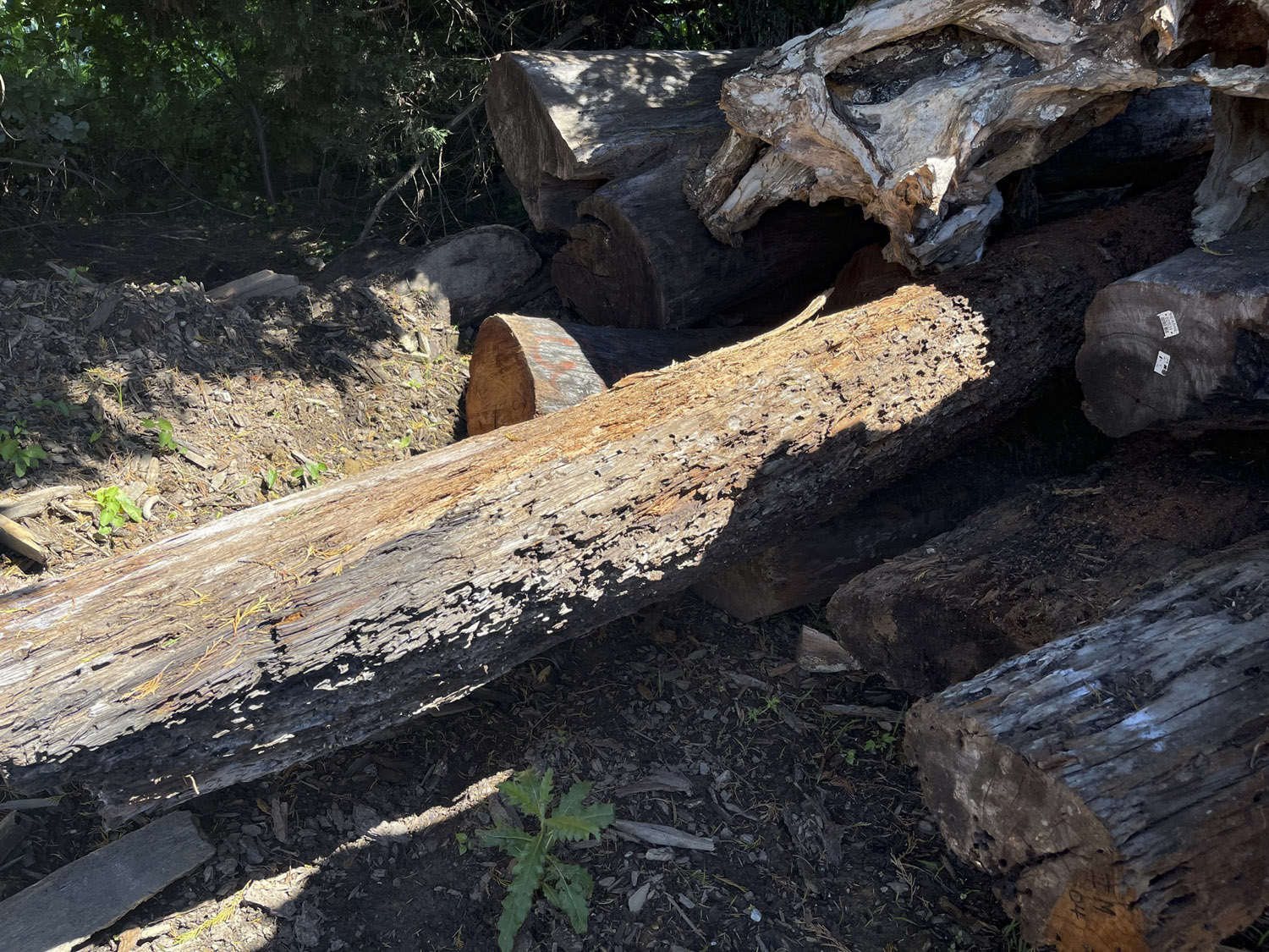 River salvaged logs from Belize - Mahogany, Barba Jolote, Primavera, Tamarind, Sapodilla, and more! Hearne Hardwoods Inc.