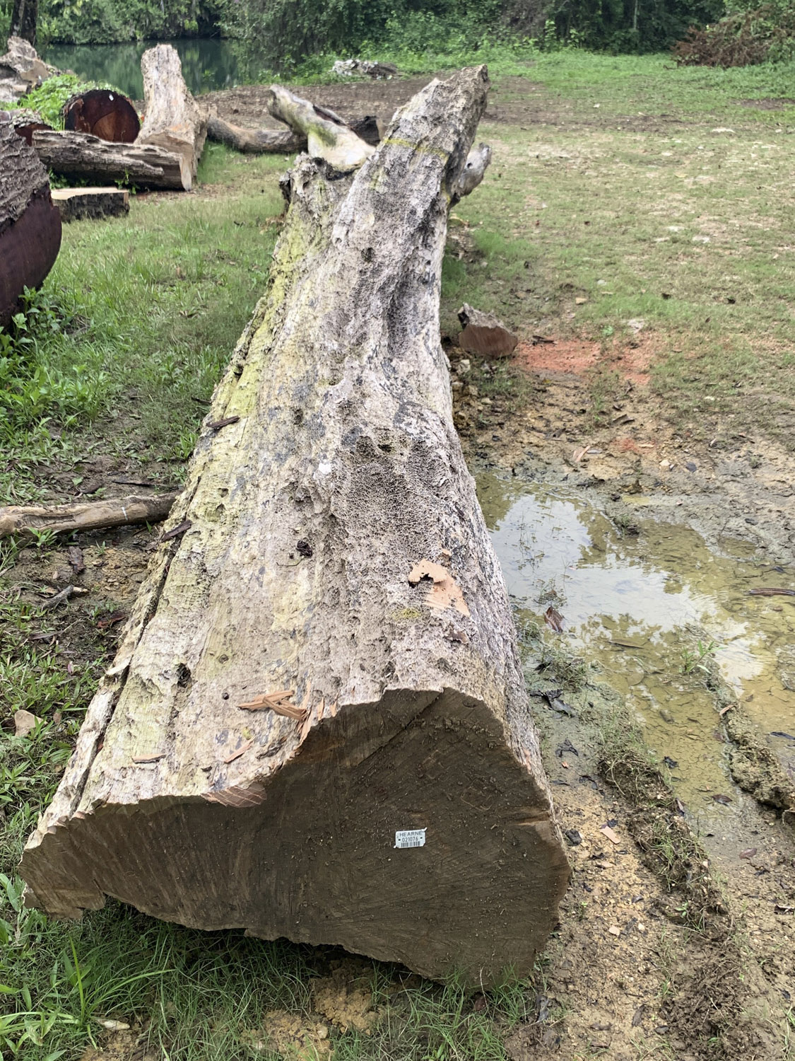 River salvaged logs from Belize - Mahogany, Barba Jolote, Primavera, Tamarind, Sapodilla, and more! Hearne Hardwoods Inc.