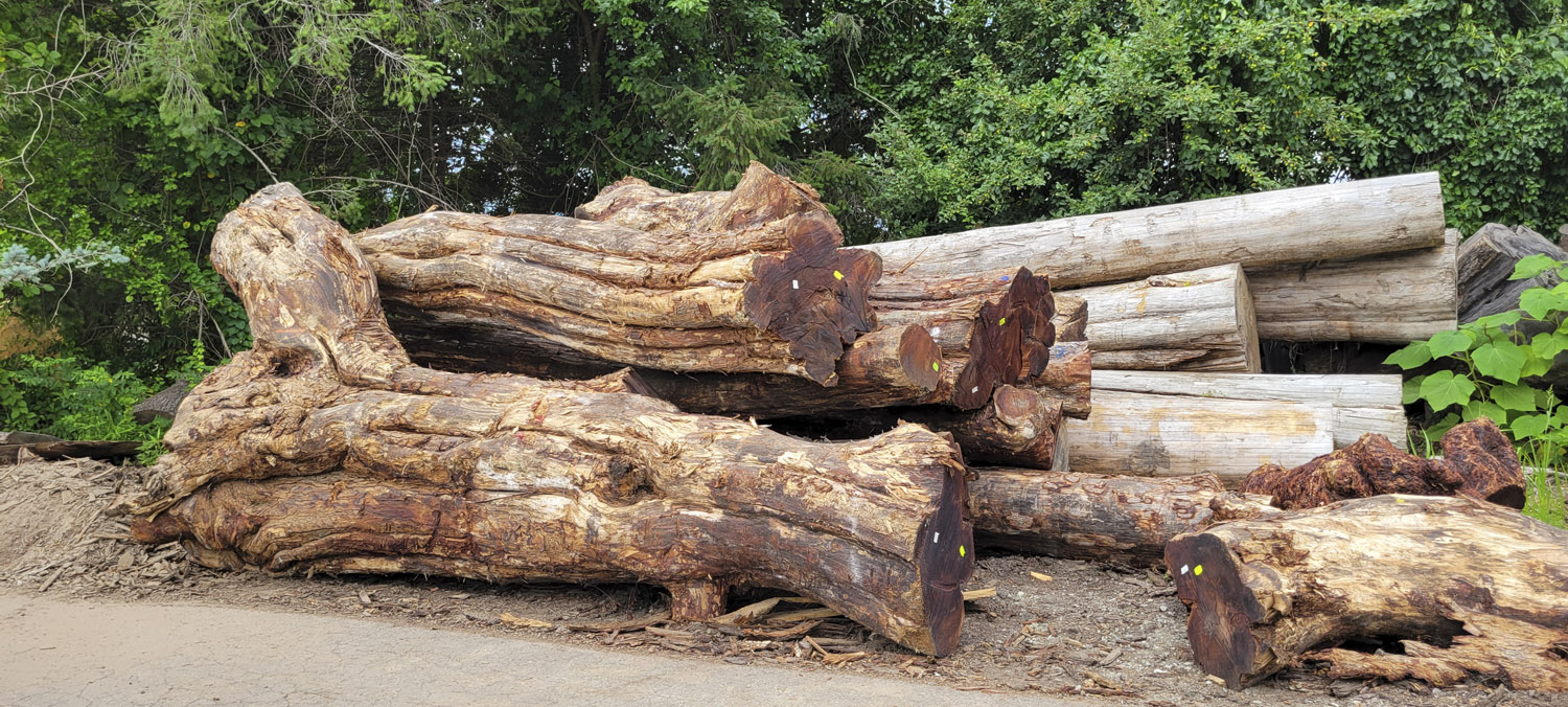 New Koa Logs have arrived at Hearne Hardwoods Inc.