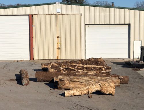 New Arrivals – Myrtle and Big Leaf Maple