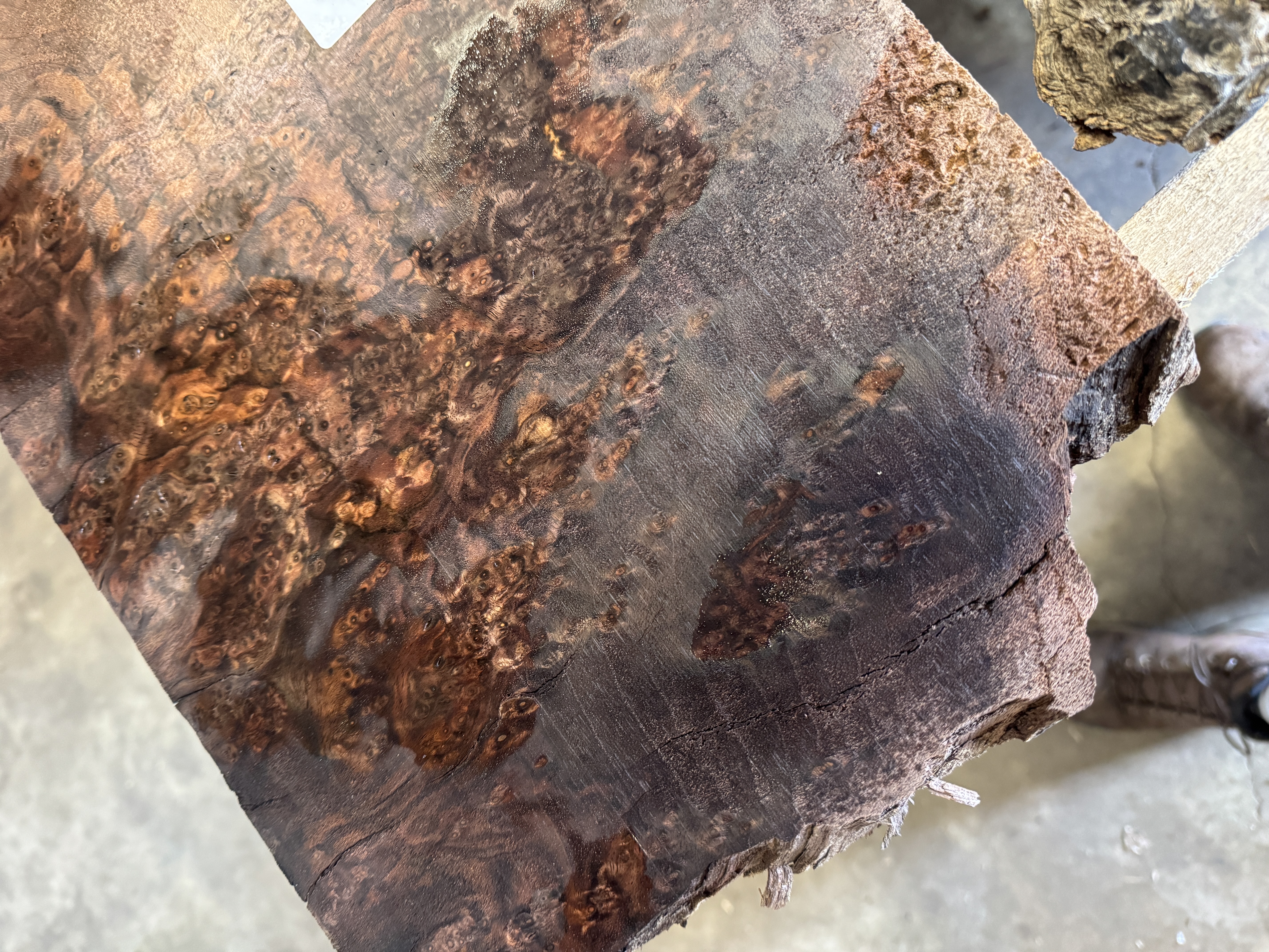 Claro walnut burl-2