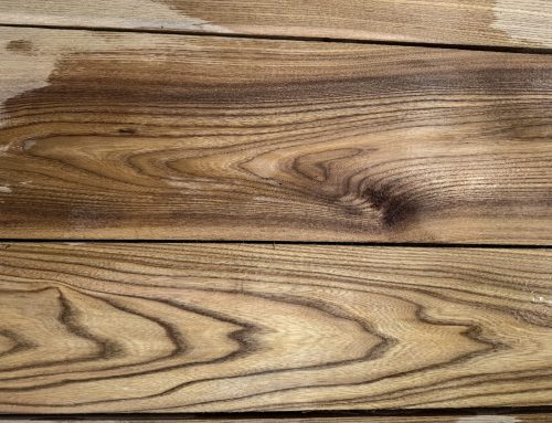 Red Elm